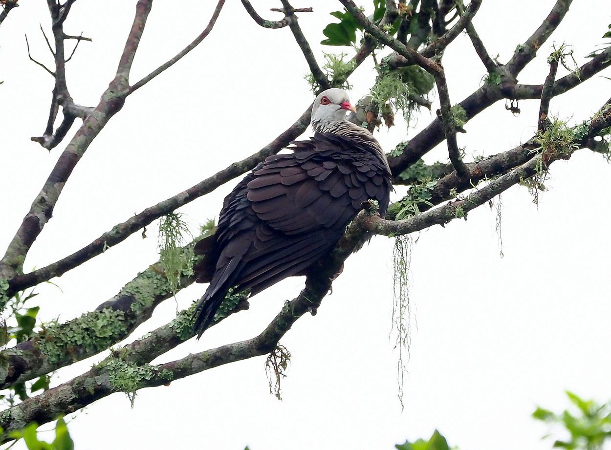 image White-headed Pigeon